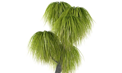 Ponytail palm.