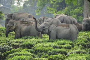 Herd of wild elephants