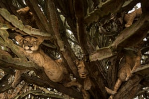 Lions wedge themselves in a candelabra tree, near Queen Elizabeth national park in Uganda
