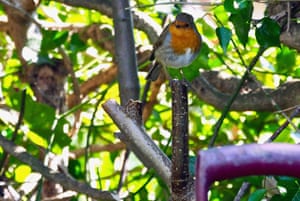 Robin perched in a tree
