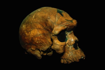 Skull of a Homo sapien