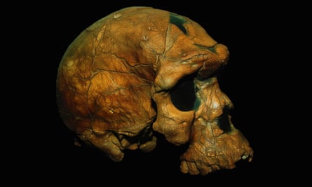 A side view of a cast of a human skull. 