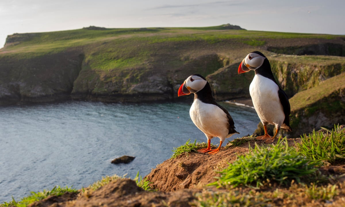 A pair of puffin against the green coastal backdrop of Skomer Island, Pembrokeshire, Wales