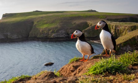 A pair of puffin against the green coastal backdrop of Skomer Island, Pembrokeshire, Wales