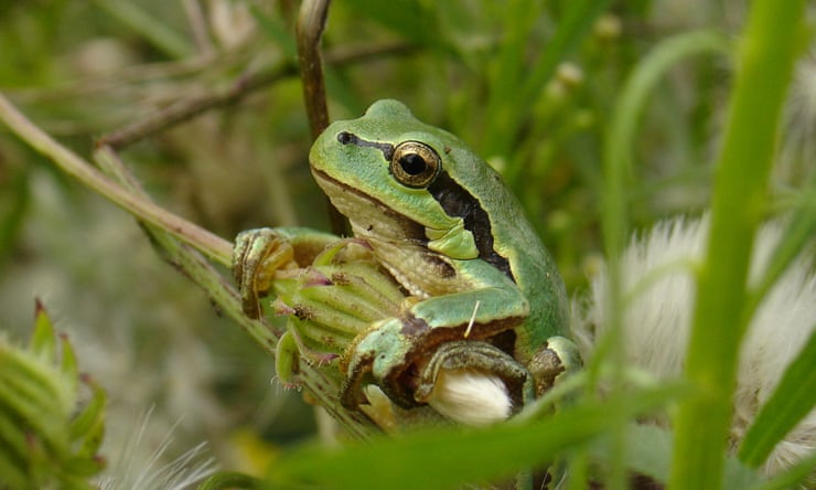 Colombian tree frog found by Sheffield florist highlights invasive species threat Colombian tree frog found by Sheffield florist highlights invasive species threat