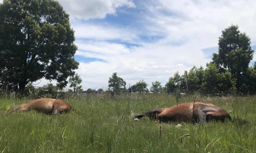 Calla Wahlquist’s ponies