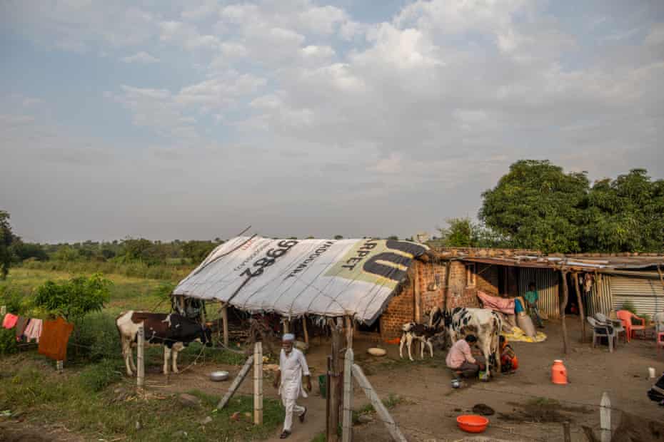 Smallholding dairy farmers milk their cow prior to depositing the milk to Lakshmi Dairy at Karajgaon