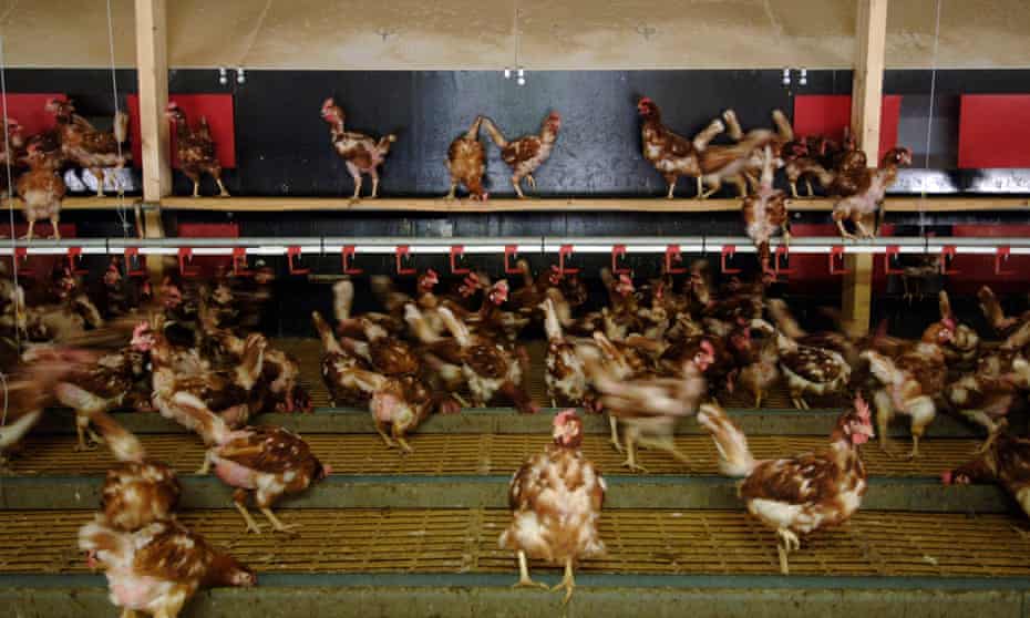 A chicken-egg farm.