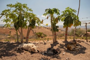 A pig, a turkey and a dog rest in the shade of papaya trees in the yard of the Herrera Santos family’s home, in Santa Catarina Estancia.