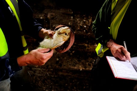 Barn owl captured and its data recorded at night in the Croydon area
