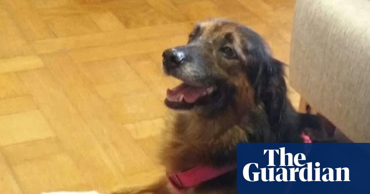 Pets on flights can be classed as baggage, top EU court rules