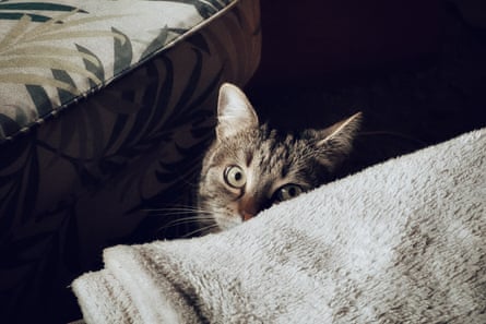 Cat hiding between furniture