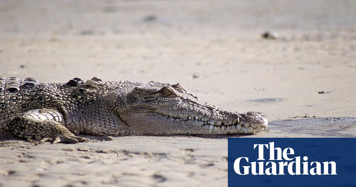 Wildlife officers euthanise crocodile after fatal attack on 16-year-old boy in Torres Strait | Torres Strait Islands