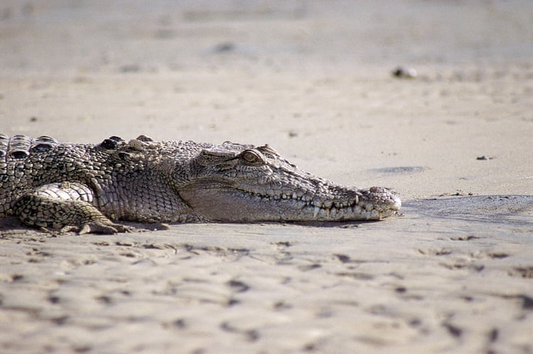 Teenager dies after suspected crocodile attack in the Torres Strait