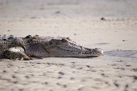An undated photograph of a salt-water crocodile