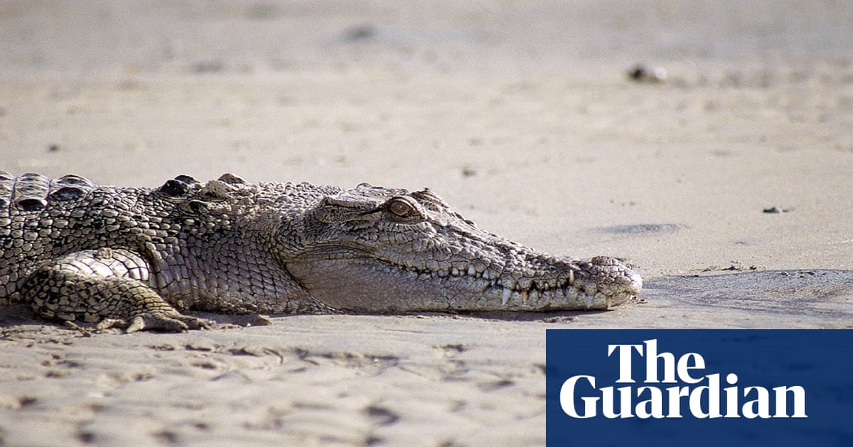Teenager dies after suspected crocodile attack in the Torres Strait | Queensland