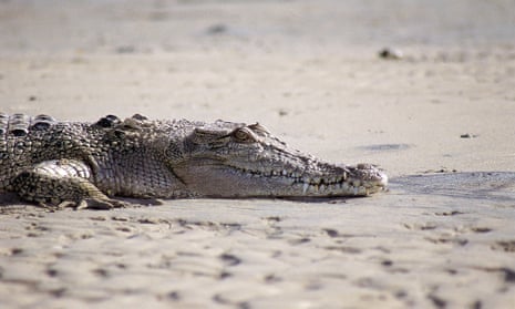 The crocodile was euthanised on Saturday.