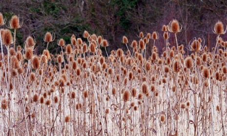 A field of teasels in mid-winter.