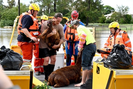 Volunteers from the State Emergency Service rescue a llama from a flooded farmhouse in western Sydney