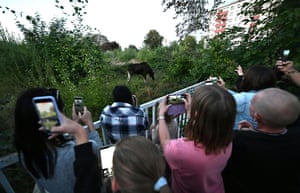 Emil the moose who became a social media sensation in Austria has been released back into a verdant nature reserve. The footloose moose, whose summer wanderings caused havoc on Austrian roads and railways, was captured, sedated before being moved, leaving his legions of fans wishing him well on social media. Emil, is believed to have wandered all the way from Poland or the Czech Republic to Austria, has made international headlines for weeks
