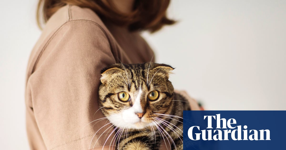 The unsettling rise of cat seducers: ‘My little companion was missing – and I was consumed with anger’