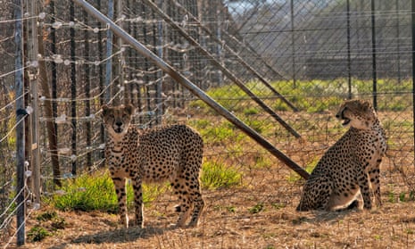 Two cheetahs inside a quarantine section in September last year at a reserve in South Africa before they were relocated to India.