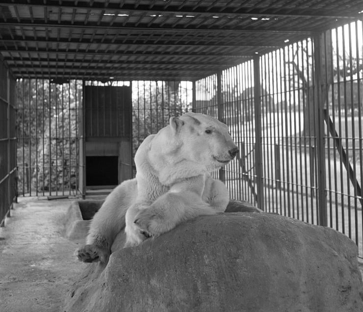 Polar bears are back in Britain. But should they really be living here? A polar bear in its cage at London Zoo, 1960.Photograph: Frederick Wilfred/Getty Images