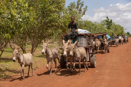 A herder community on the move south. Donkeys pulling a number of two-wheeled carts