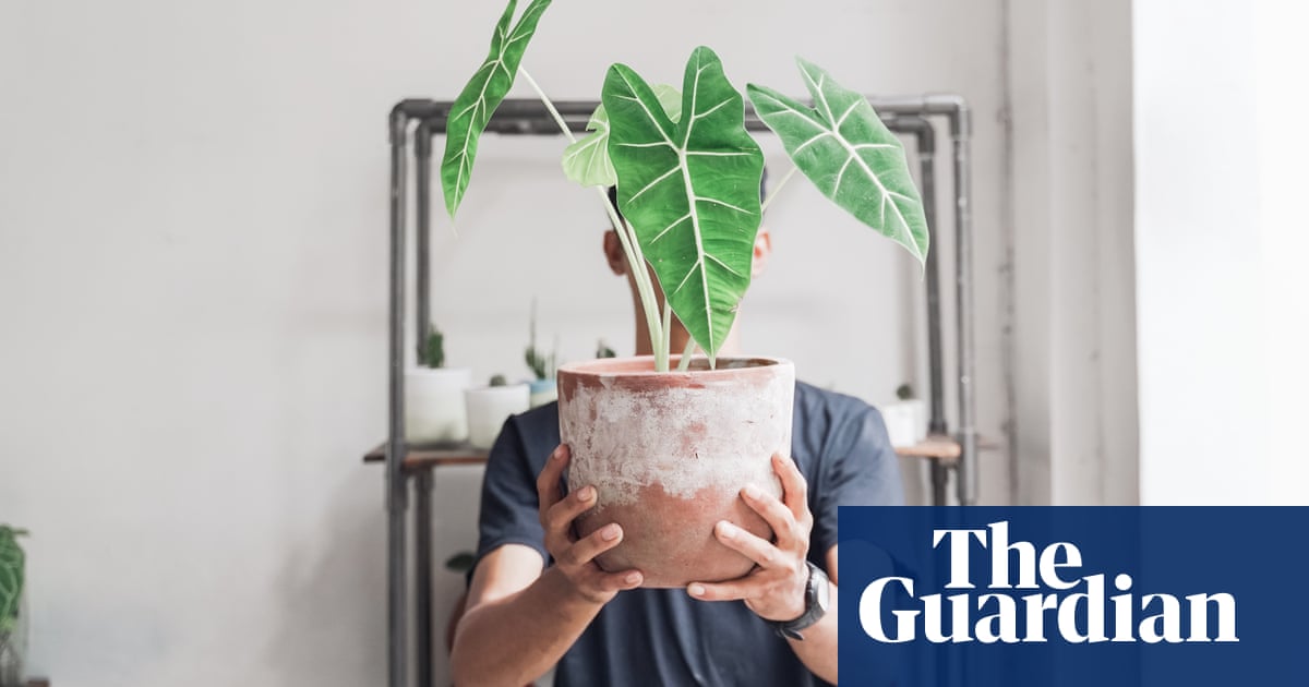 The leaves fall off but I think that's normal': the houseplants you just can't kill