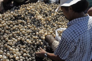 the Ostional Development Association allows certain families to harvest a limited number of eggs on the first three mornings of an arribada.