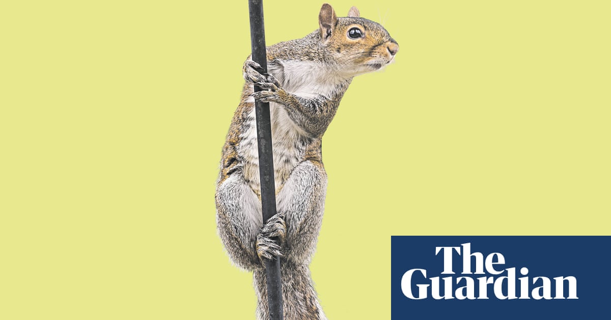 The secret lives of grey squirrels: ‘The telly was off the wall, plates were smashed, furniture was ripped’