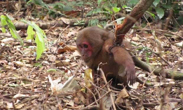 A stump-tailed Macaque caught in snare trap in Laos.