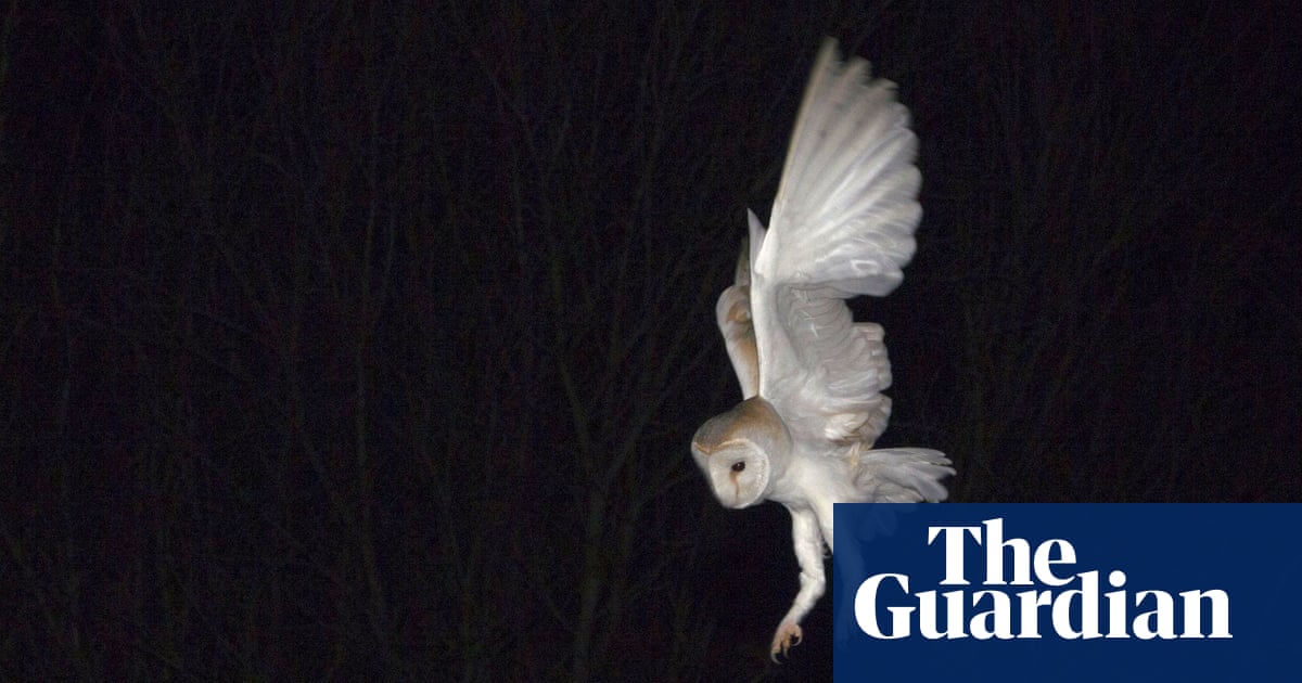 Country Diary The Barn Owl Is A Winged Silent Hunter In The