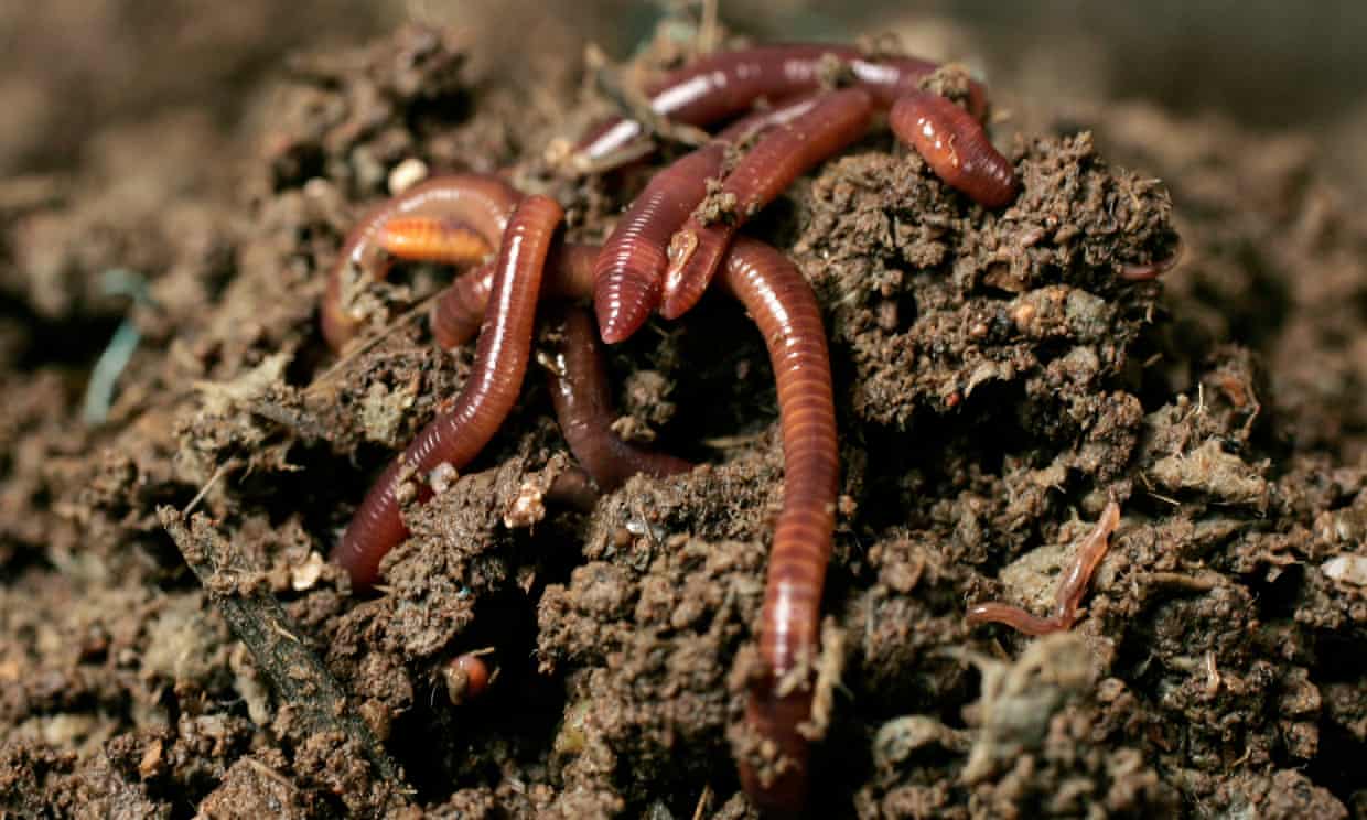 https://www.theguardian.com/environment/2023/sep/29/earthworms-help-produce-as-much-grain-as-russia-say-researchers-aoe