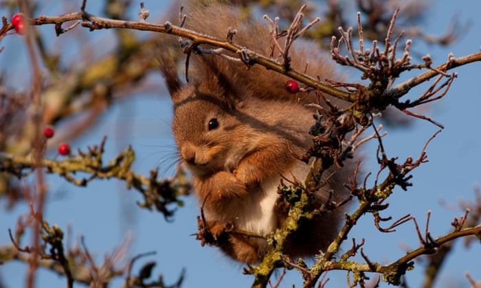 POLL: Should the Wildlife Trust's campaign to slaughter grey squirrels be stopped? 5100