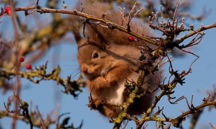 A red squirrel eating berries on the Isle of Wight