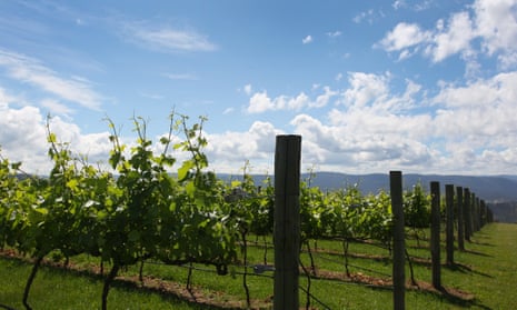 Vineyard at Obsession Wines in Tumbarumba, Australia