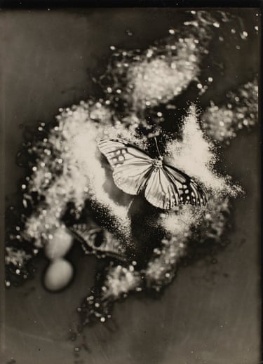 A butterfly with patterned wings rests amid sparkling scattered powder, with another chrysalis nearby
