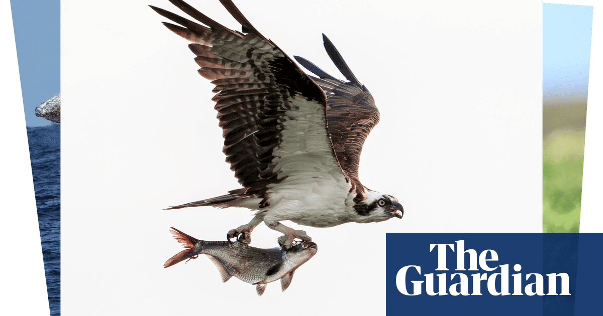 Week in wildlife: a lucky osprey, a miraculous hare and a political fox | Environment Week in wildlife: a lucky osprey, a miraculous hare and a political fox | Environment