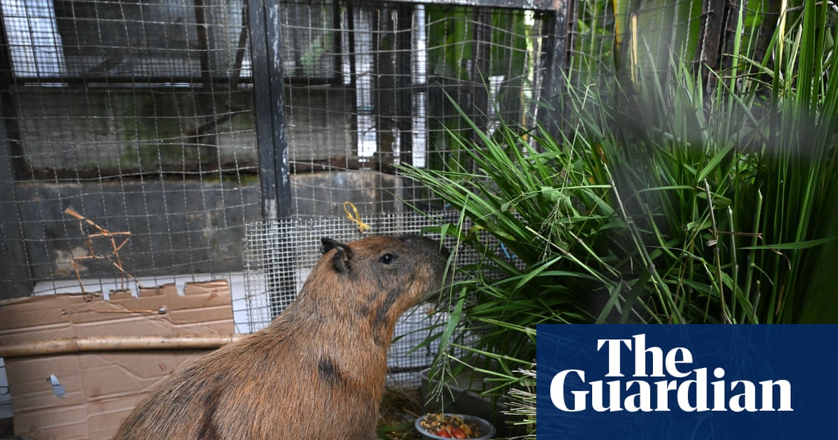 Eight arrested for ‘brutal’ attack on capybara in Brazil