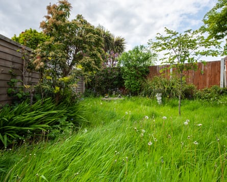 A general view of a small unkept back garden with long uncut grass with weeds, timber fence, tree and shrubs, bushes