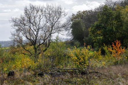 Cubbington Wood, an ancient woodland affected by HS2 development.