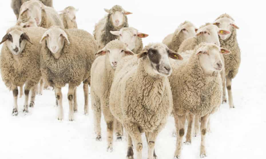 forget fur is it time to stop wearing wool fashion the guardian forget fur is it time to stop wearing wool fashion the guardian
