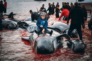 Boy in bicycle helmet sits on top of a dead whale in red waters, with other dead whales and people in the background