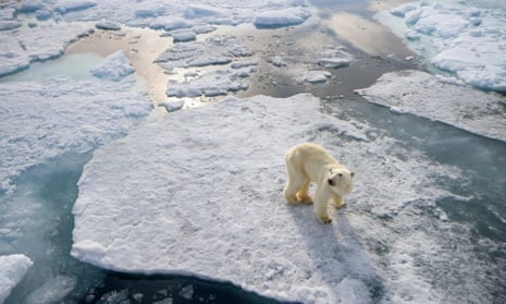 A skinny polar bear is isolated on fragments of sea ice at the start of the Arctic summer.