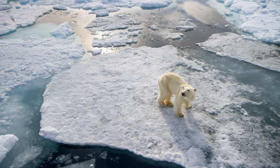 A lone polar bear, one of the most iconic visual representations of climate change.