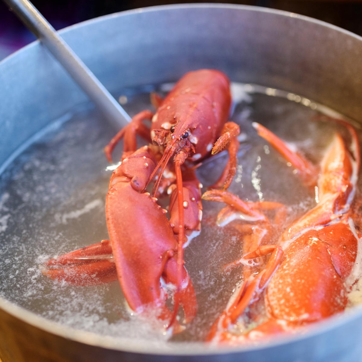 Is it wrong to boil lobsters alive? | Animal welfare | The Guardian