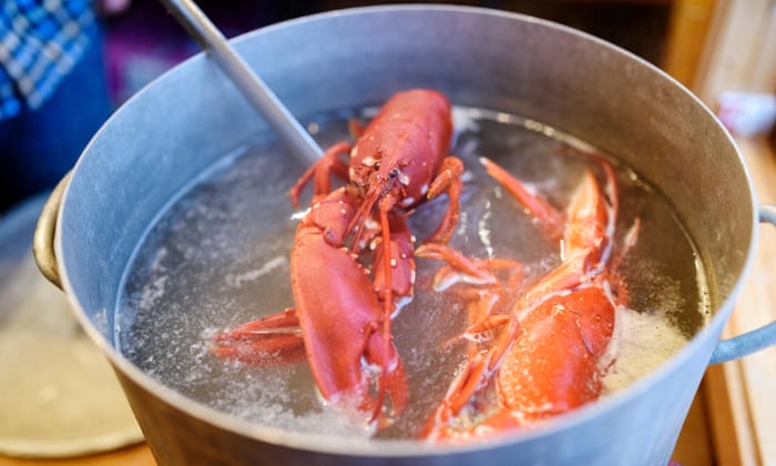 Is It Wrong To Boil Lobsters Alive Animal Welfare The Guardian