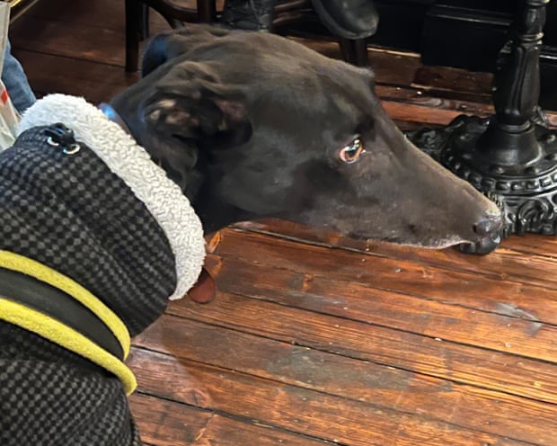 Abi's dog Reggie at The European