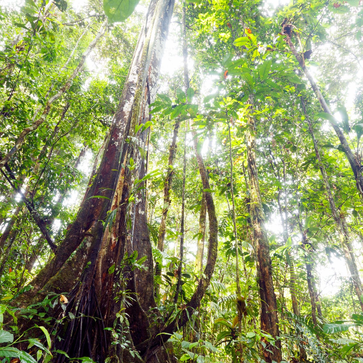 Climate Crisis Amazon Rainforest Tipping Point Is Looming Data Shows Amazon Rainforest The Guardian Climate Crisis Amazon Rainforest Tipping Point Is Looming Data Shows Amazon Rainforest The Guardian